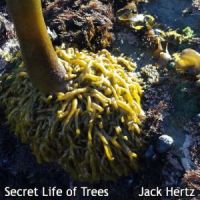 Secret Life of Trees by Jack Hertz